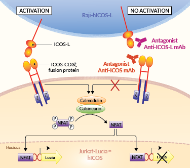 PPrinciple of ICOS/ICOS-L cellular assay