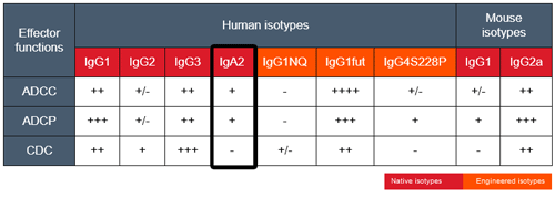 Effector functions of mAb isotypes targeting CD20