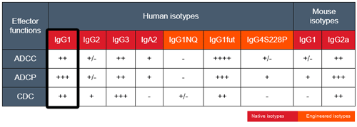 Effector functions of mAb isotypes targeting CD20