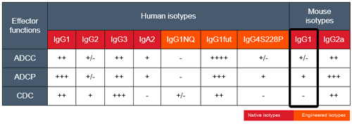 Effector functions of mAb isotypes targeting CD20