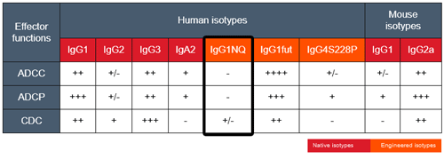 Effector functions of mAb isotypes targeting CD20