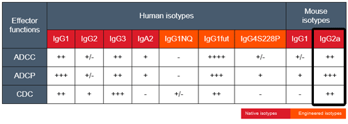 Effector functions of mAb isotypes targeting CD20