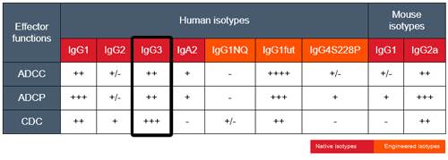 Effector functions of mAb isotypes targeting CD20