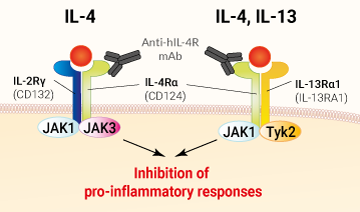 Binding of anti-IL-4R-mAb