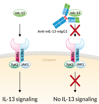 Neutralizing monoclonal antibody against murine IL-13