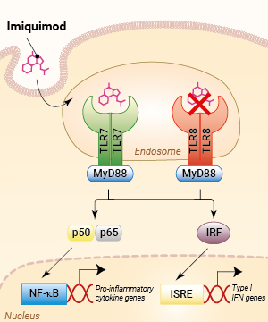 Activation of TLR7 by Imiquimod