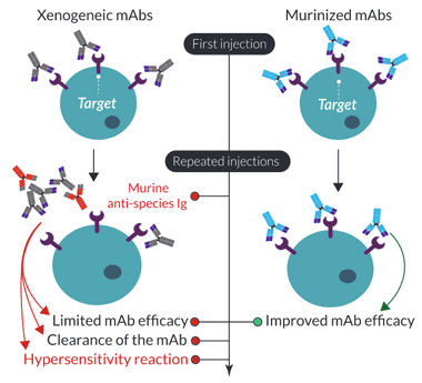 importance-of-mab-murinization