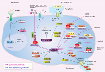  The role of ASC in canonical inflammasomes