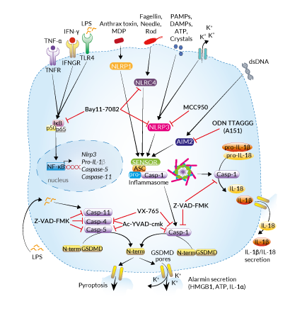 Inhibitors targeting inflammasome pathways