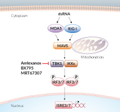 Inhibitors of RLR signaling