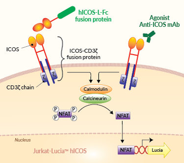 Principle of ICOS cellular assay