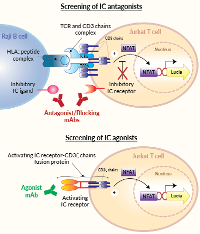 Principle of IC cellular assays