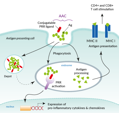 AAC-mediated immune responses