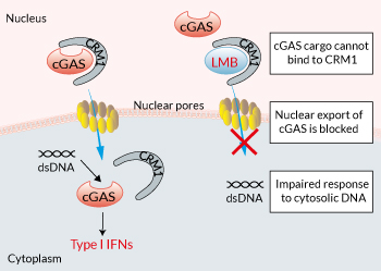 Inhibition of nuclear export by Leptomycin B (LMB)