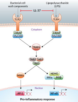 TLR2 and TLR4 inhibition by LL-37