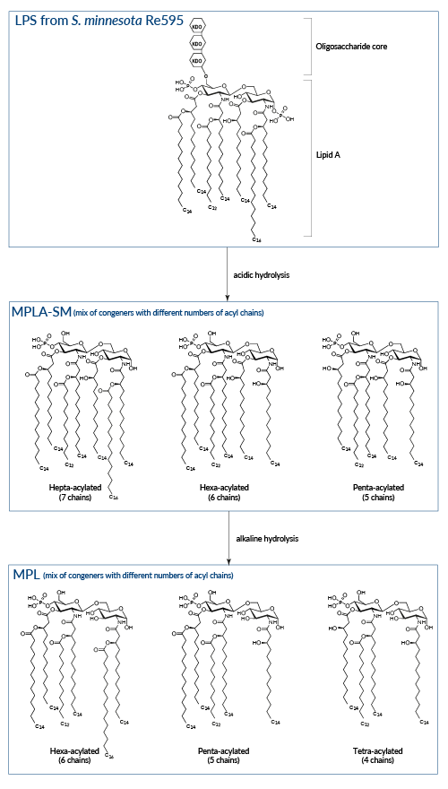 Sequential hydrolysis of LPS from Salmonella minnesota