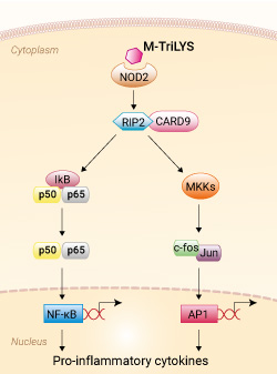 NOD2 activation with M-TriLYS