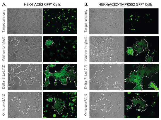 Spike-mediated cell fusion and syncitia formation