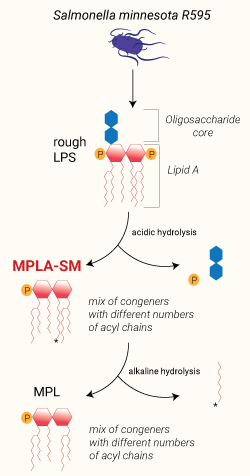 Principle of MPLA-SM extraction