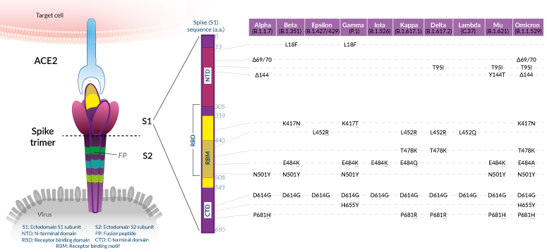 Shared SARS-CoV-2 Spike mutations of interest