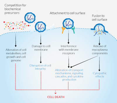 Major impacts of mycoplasma contamination on cell functions