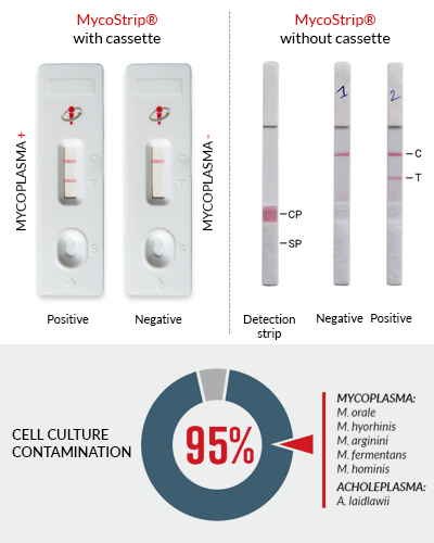 Detect the contamination in cell culture with MycoStrip®- Mycoplasma detection kit