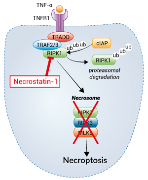 Inhibition of RIPK1-mediated necroptosis using Necrostatin-1