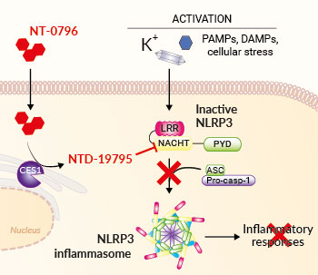 Inhibition of the NLRP3 inflammasome by NT-0796