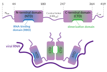 SARS-CoV-2 Nucleocapsid domain organization