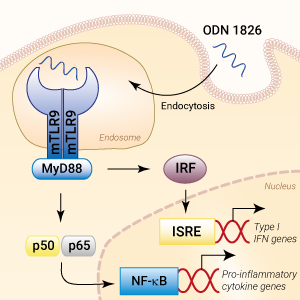 TLR9 activation with ODN 1826