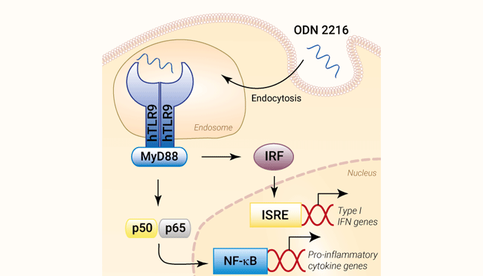 TLR9 activation with ODN 2216