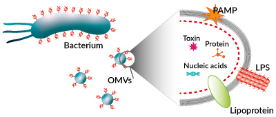 Outer membrane vesicles (OMVs)