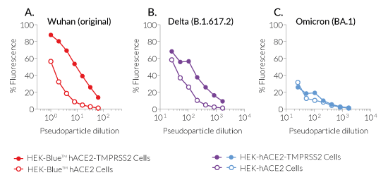 Spike-mediated cellular infection