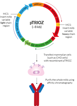 pTRIOZ