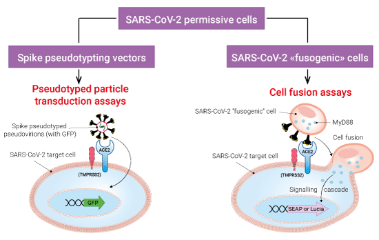 Spike-mediated infection and fusion assays