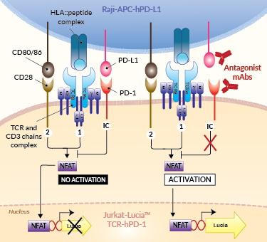 Principle of PD-1/PD-L1 cellular assay