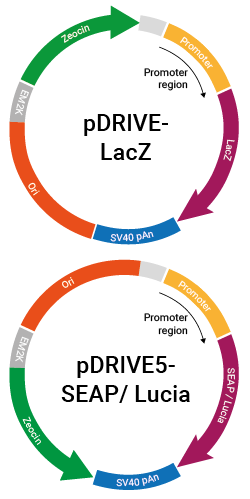 pDRIVE & pDRIVE5 plasmid maps