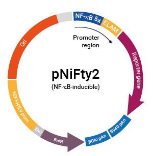 NF-κB-inducible pNiFty2 plasmid