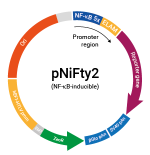 NF-κB-inducible pNiFty2 plasmid