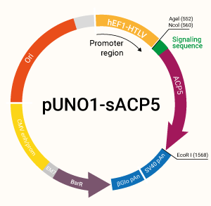 sACP5 plasmid