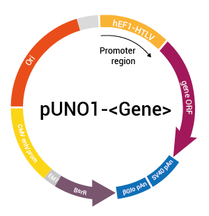 pUNO1 plasmid construct