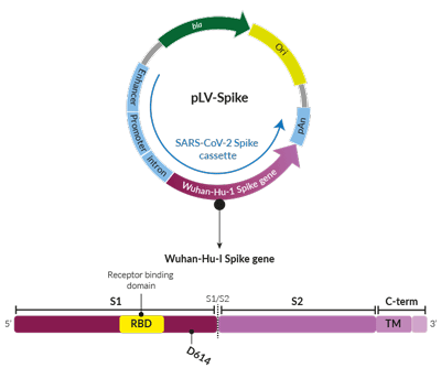 Wuhan-Hu-1 Spike (D614) Spike pseudotyping vector