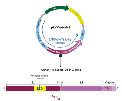 Spike G614-variant pseudotyping vector