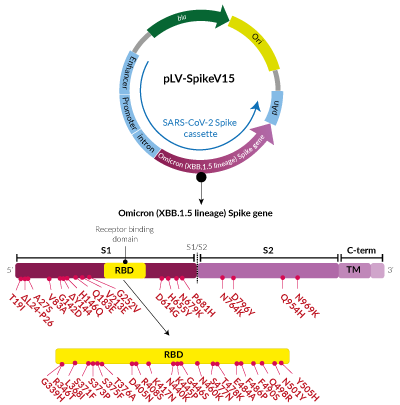 Omicron Variant (XBB.1.5 lineage) Spike pseudotyping vector