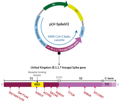 United Kingdom Variant (B.1.1.7 lineage) Spike pseudotyping vector