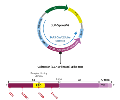 Californian Variant (B.1.429 lineage) Spike pseudotyping vector