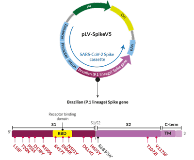 Brazilian Variant (P.1 lineage) Spike pseudotyping vector