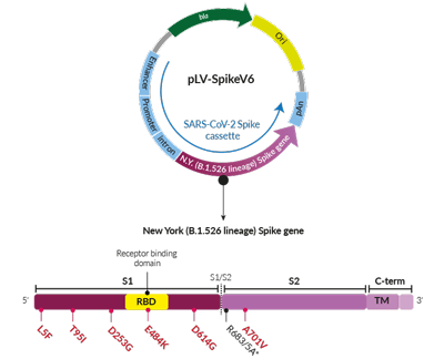 New York Variant (B.1.526 lineage) Spike pseudotyping vector