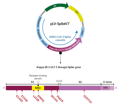 Kappa Variant (B.1.617.1 lineage) Spike pseudotyping vector