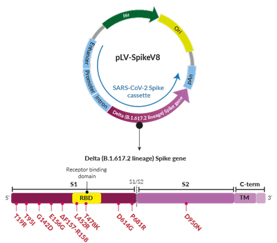 Delta Variant (B.1.617.2 lineage) Spike pseudotyping vector